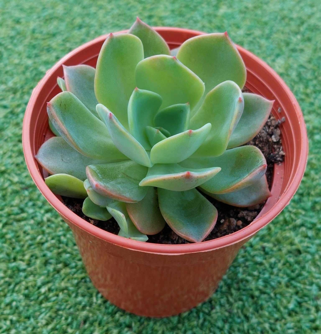 Echeveria &#039;Blue Price&#039;