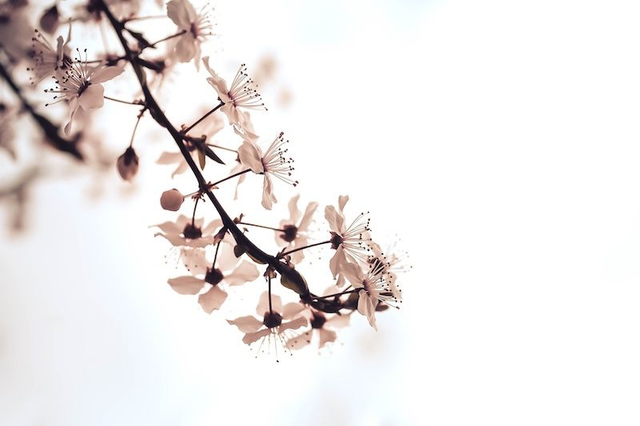 weisse Blüten
