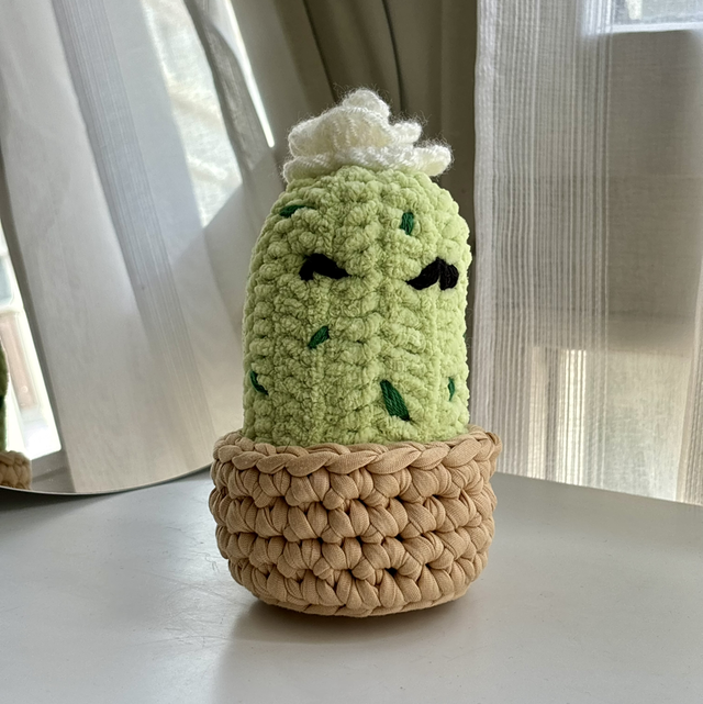 Cactus décoratif