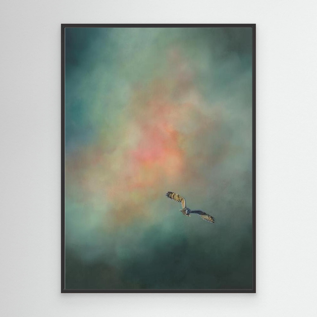 Reverie (Short Eared Owl)