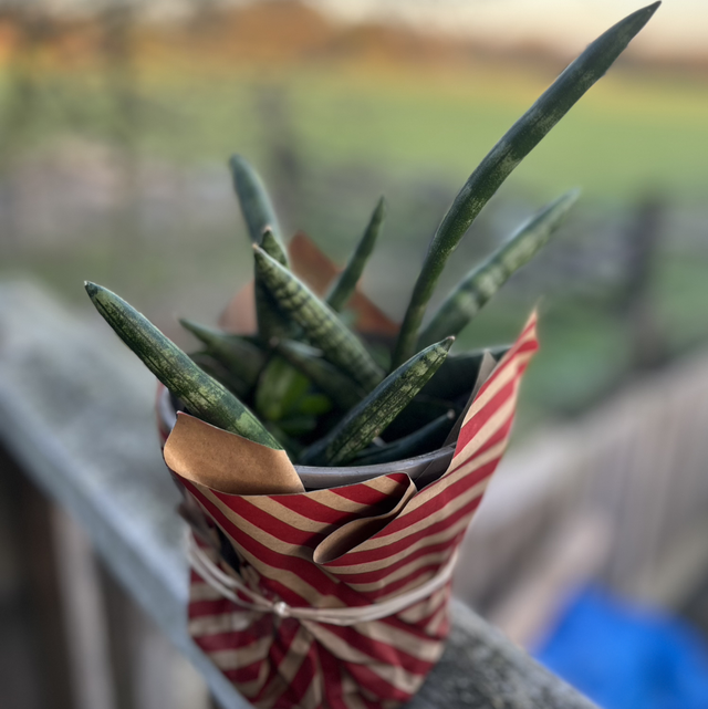 Sansevieria boncellensis