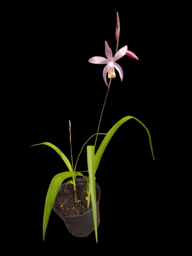 Bletilla striata &#039;kuchibeni&#039;