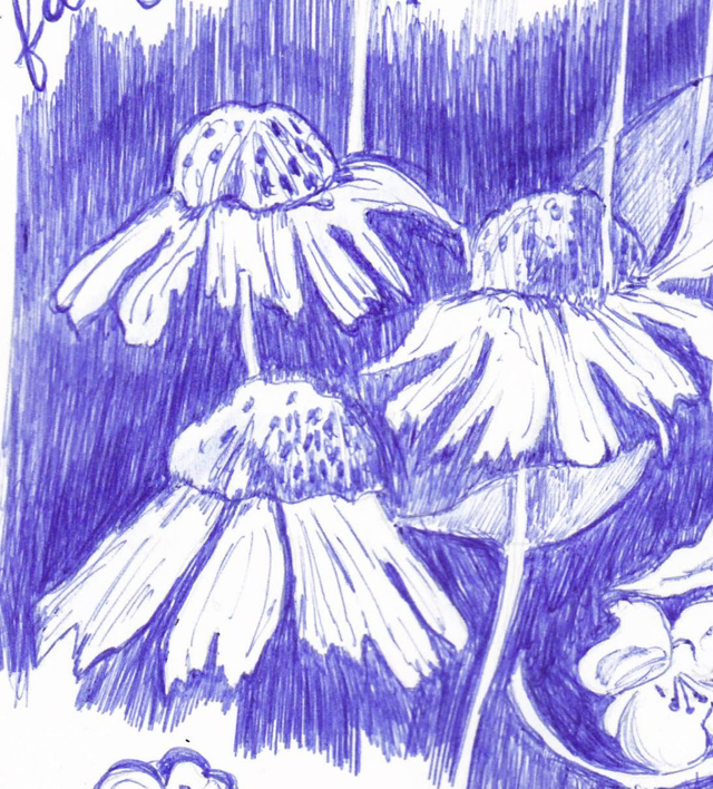 Les clès du dessin : dessiner par le "vide", les espaces négatifs. (Dimanche 04/10/2026)