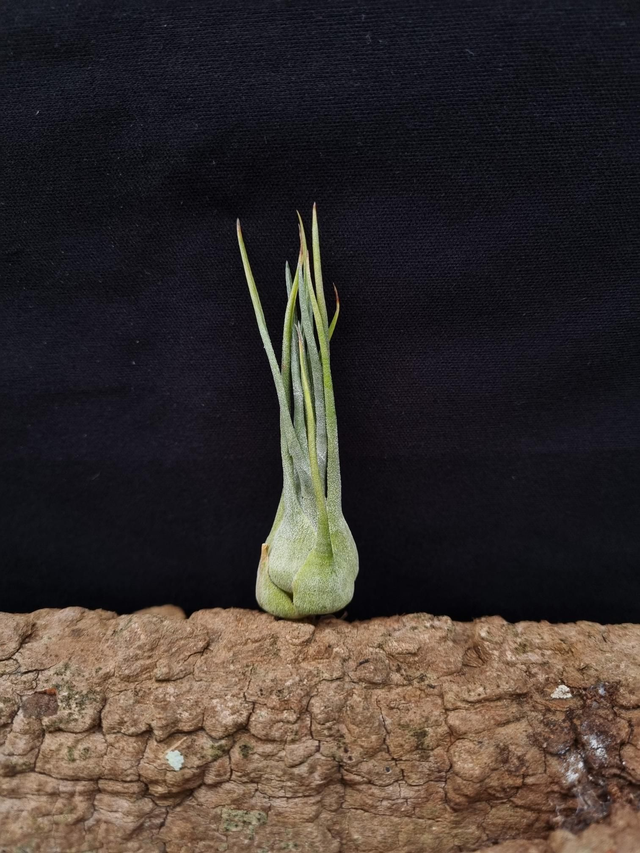 Tillandsia arizae-juliae