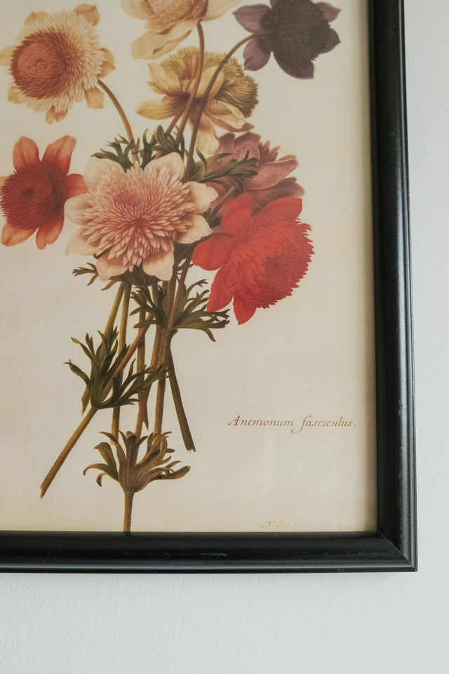 Florae Obscura 🥀 Cadre revalorisé