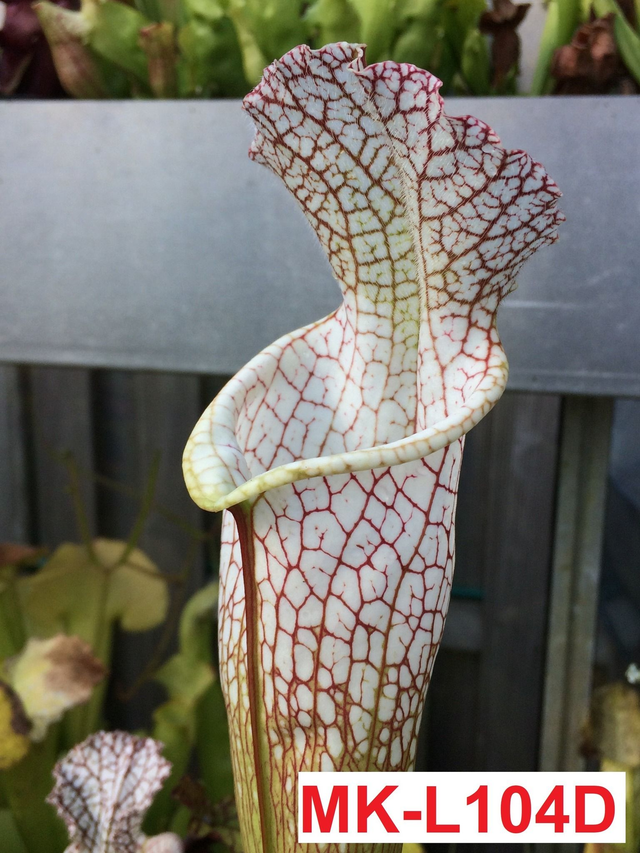 Wilkerson Bog, Bay County, Florida