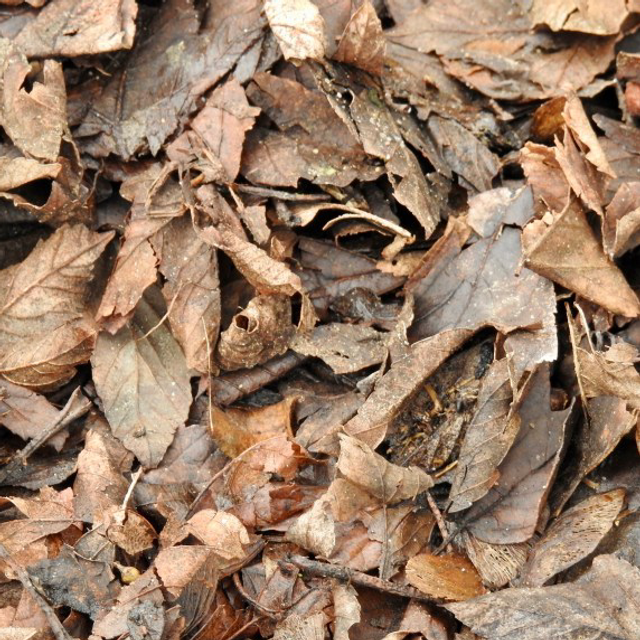 Leaf litter large