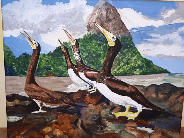 Proud brown booby birds