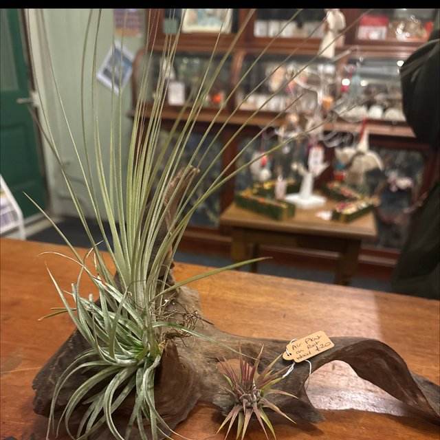 Air plant on driftwood 