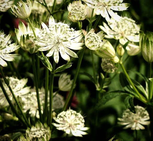 Astrantia major 'White Joyce' P11 (1.3 litre)