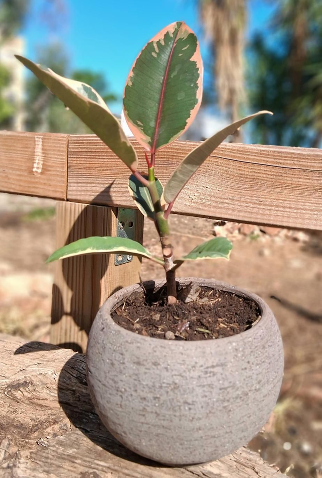 C111 . Ficus 'Tineke' in Luna sbucciata