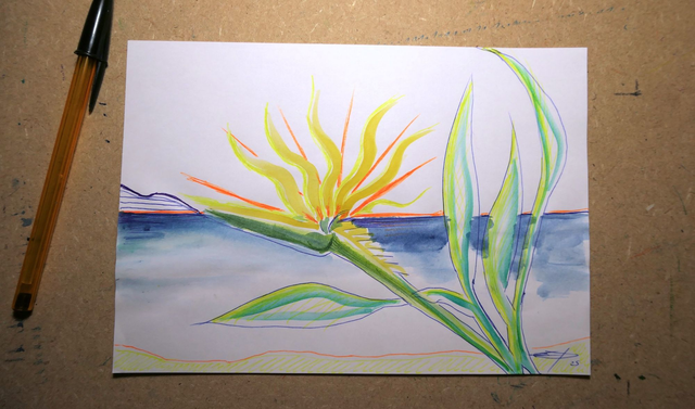 Le Strelitzia du soleil