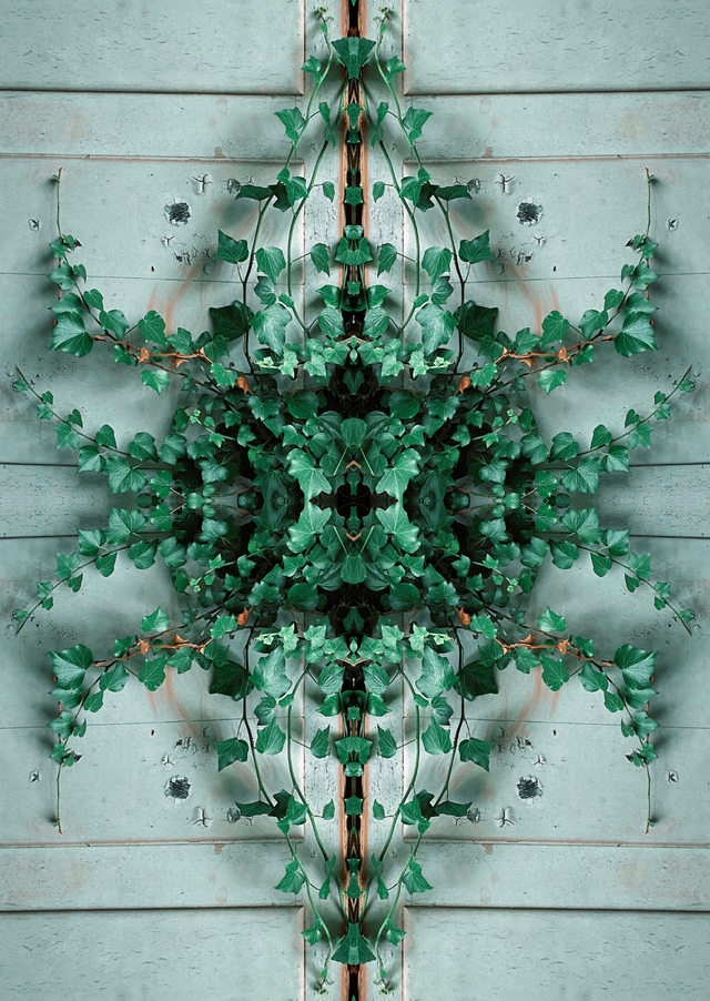 Carte postale Beetle