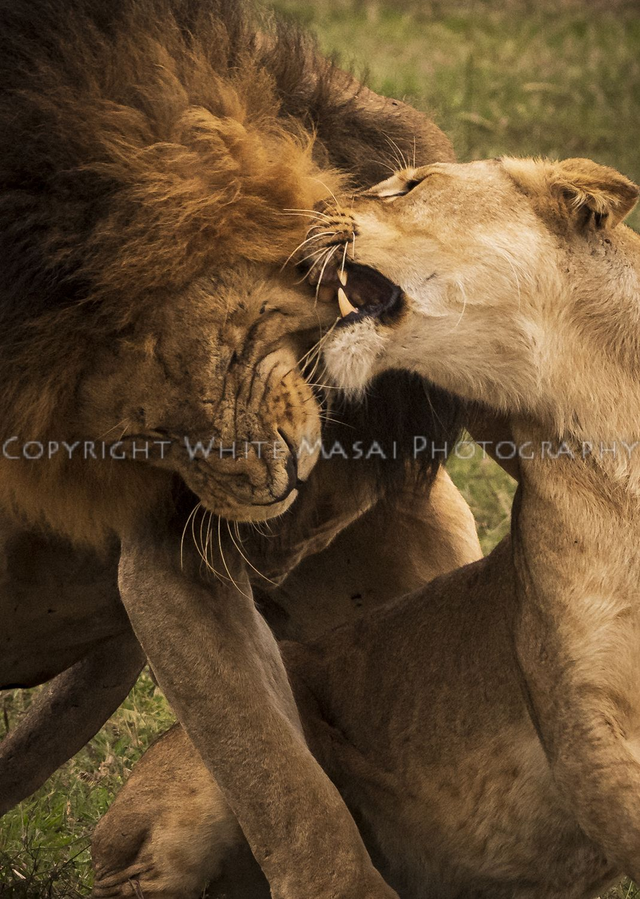 Passion and Pain, Lions mating on the wild. 