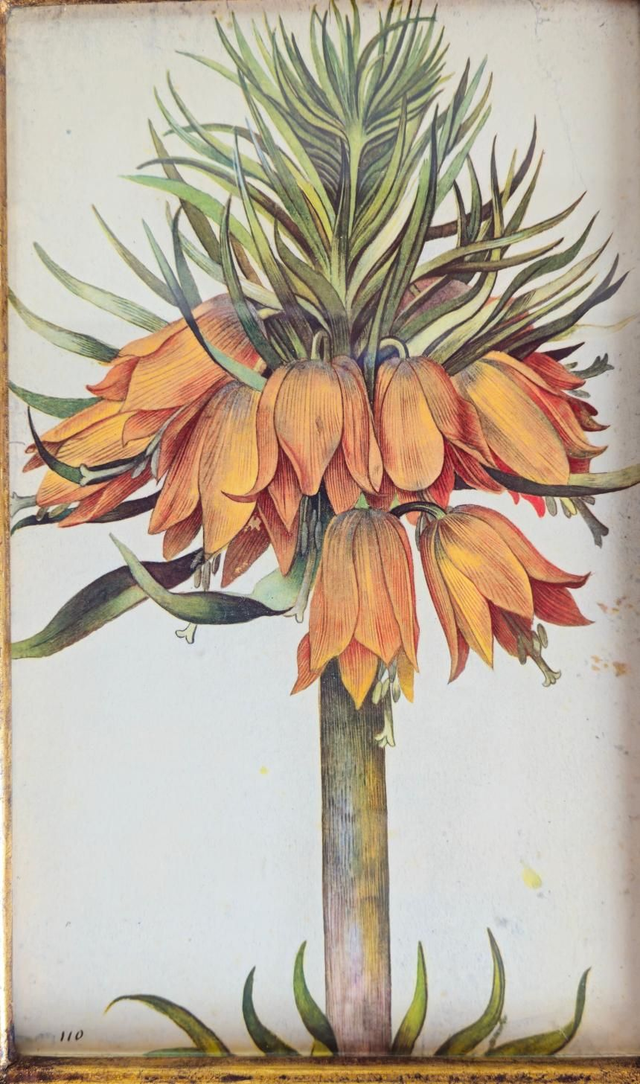 Reproduction d'une gravure ancienne encadrée sous verre