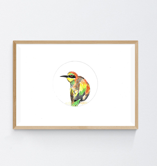 Guêpier d'Europe, Merops apiaster