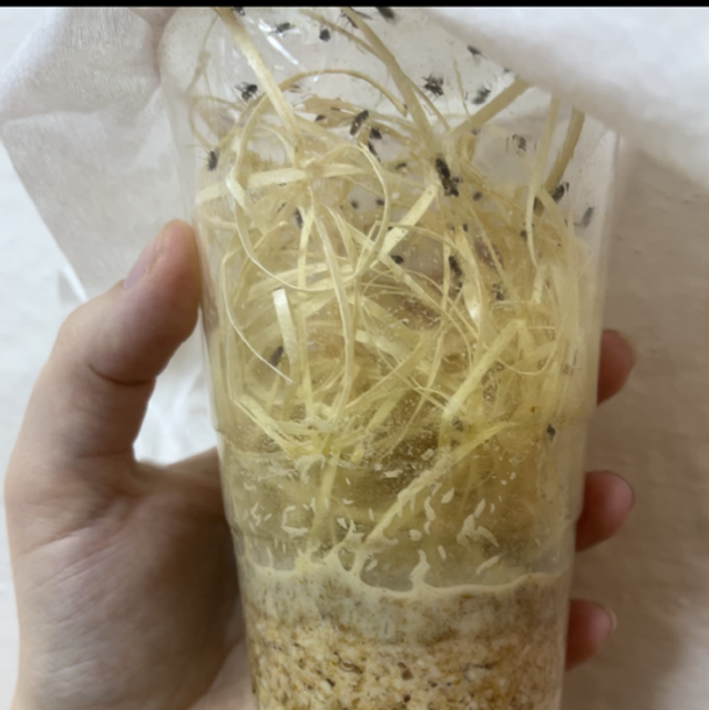 Násada Drosophila hydei - 500ml 