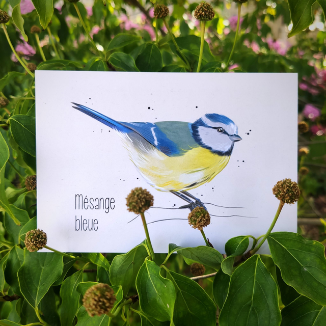 Mésange bleue - Carte format A6