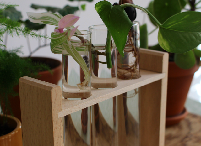 Station de bouturage TRIO