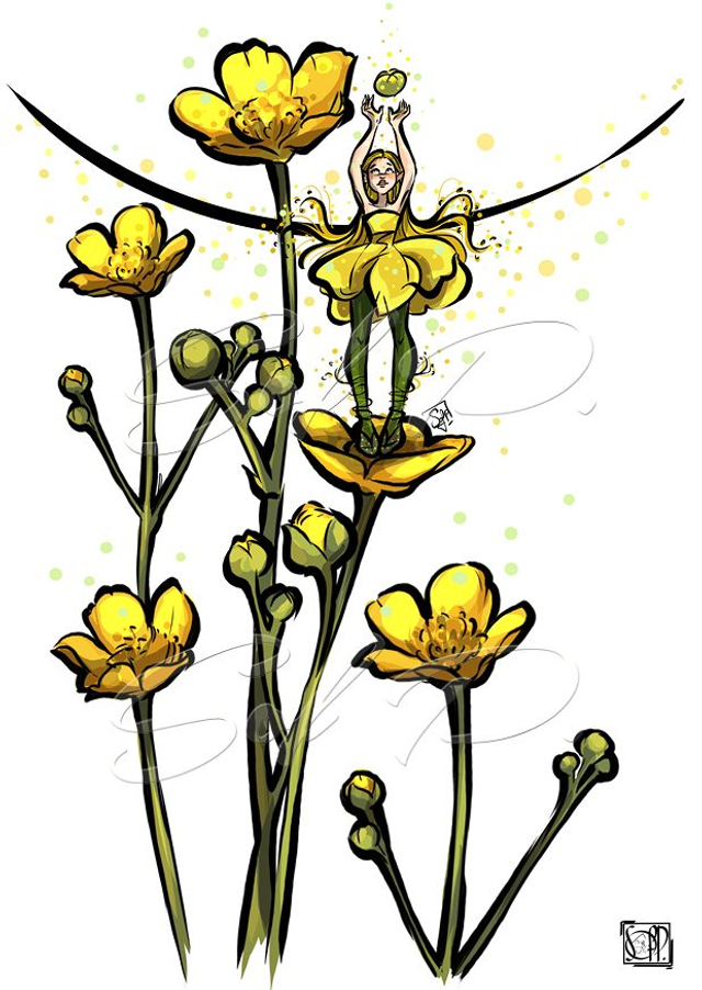 FEES DES JARDINS-bouton d'or