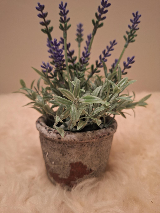 Lavendel plantje in pot