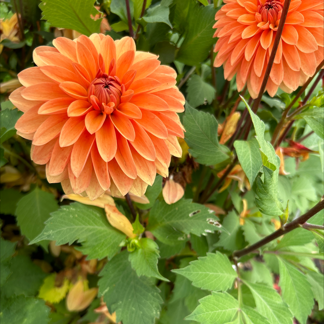 Summer Flame 251