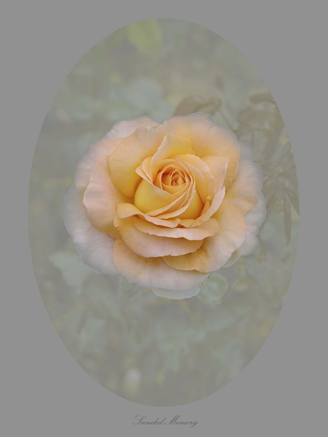 Rose Scended Memory