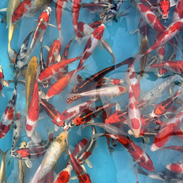 🌞 Late Summer Tosai Deal 🌞