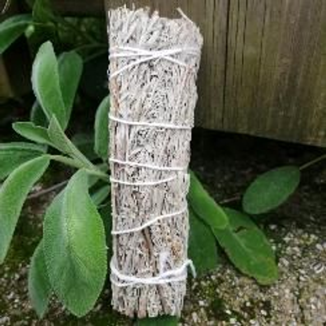 Salvia Bianca grande