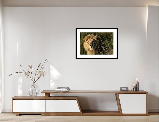 Lion -Masaï Mara Kenya - Réf : K-1263