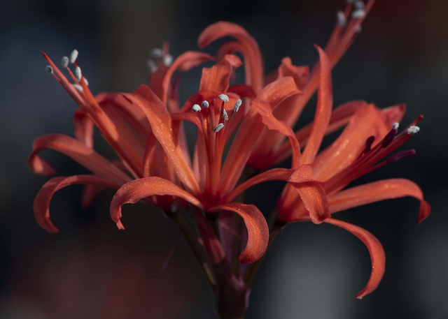 N. Ffiske - Nerine Sarniensis