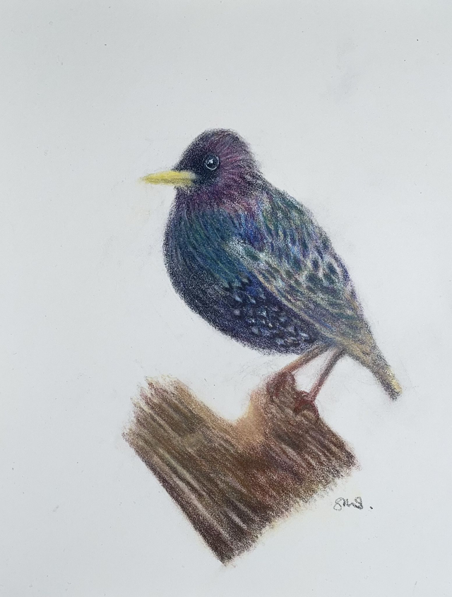 Starling