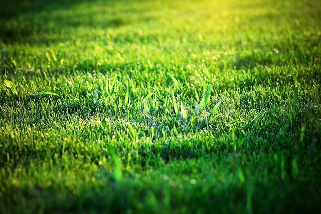 LAWN TIDYUP SILVER