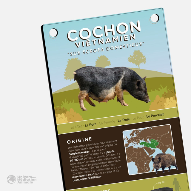 Panneau pédagogique - "Le Cochon Viétnamien"