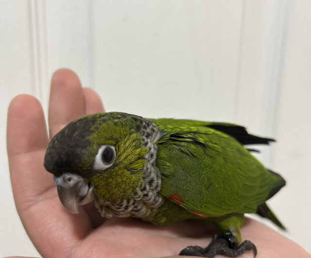 Hand Reared Baby Black Capped Conure 