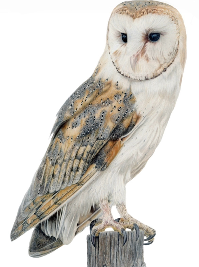 ’watchful’ - limited print (unframed)