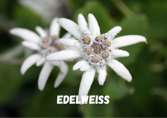 EDELWEISS GALET FONDANT 15g