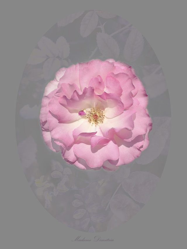 Rose Madame Dimitriu