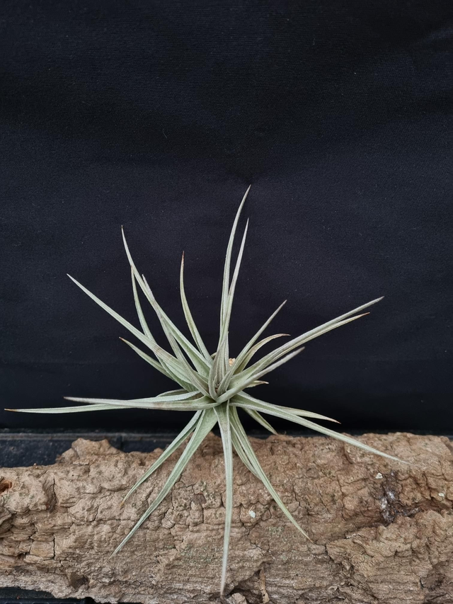 Tillandsia ixioides