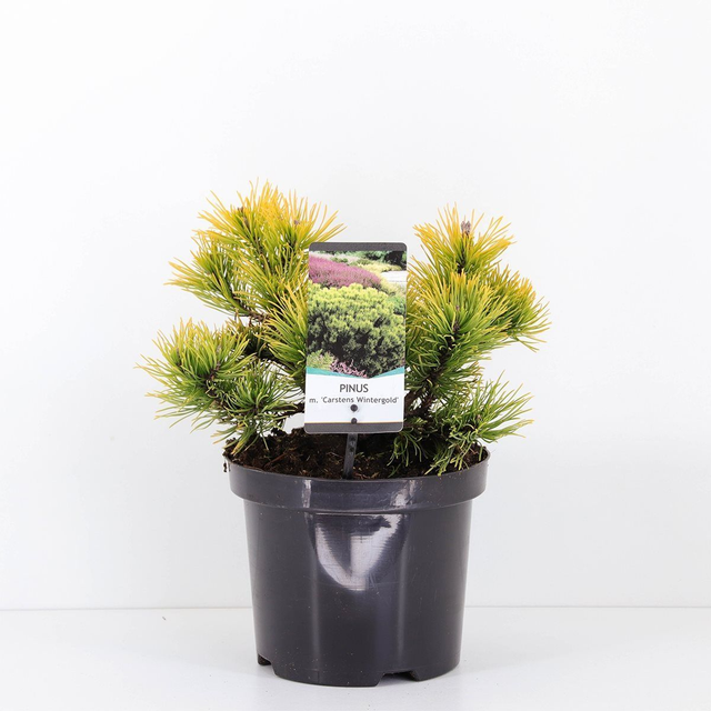 H04 . Pinus mugo 'Carsten'