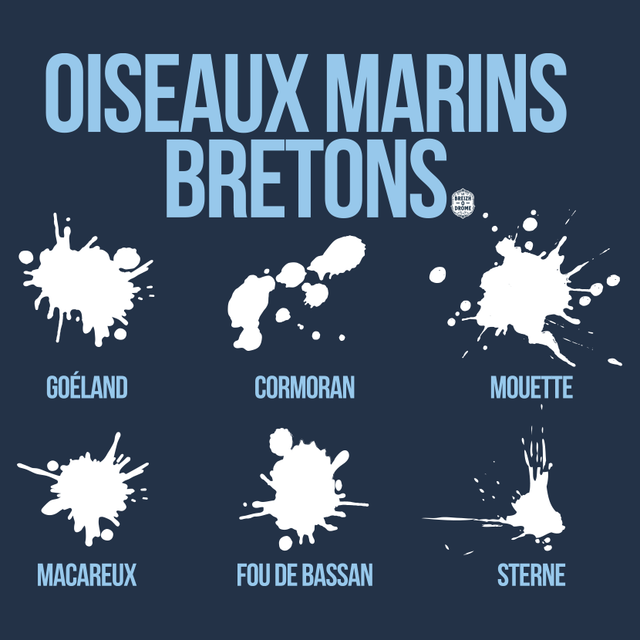 Oiseaux marins Bretons