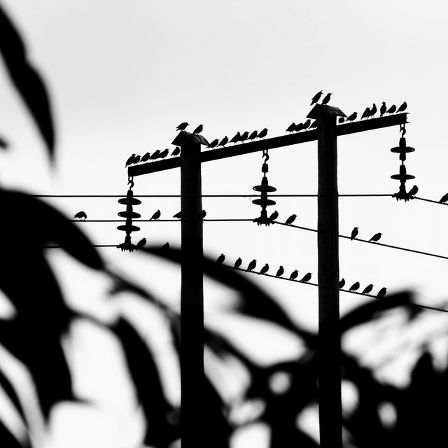 &#039;Starlings&#039;