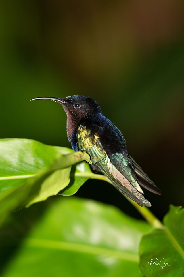 Tirage illimité Acier avec passe-partout  