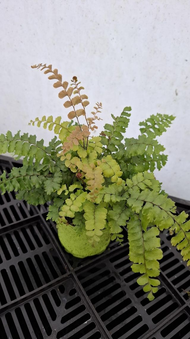 Adiantum pubescence- New Zealand Hairy Maidenhair Fern plug