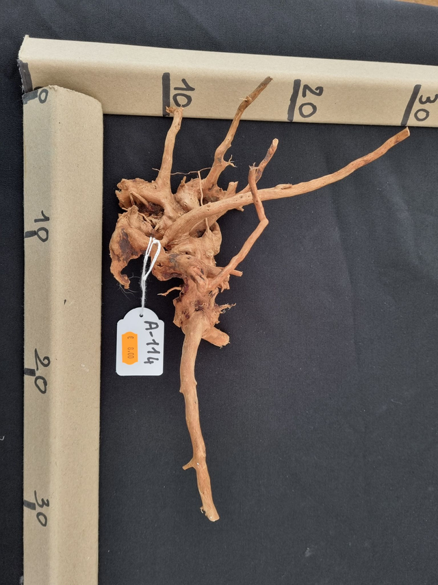 Racine araignée A-114