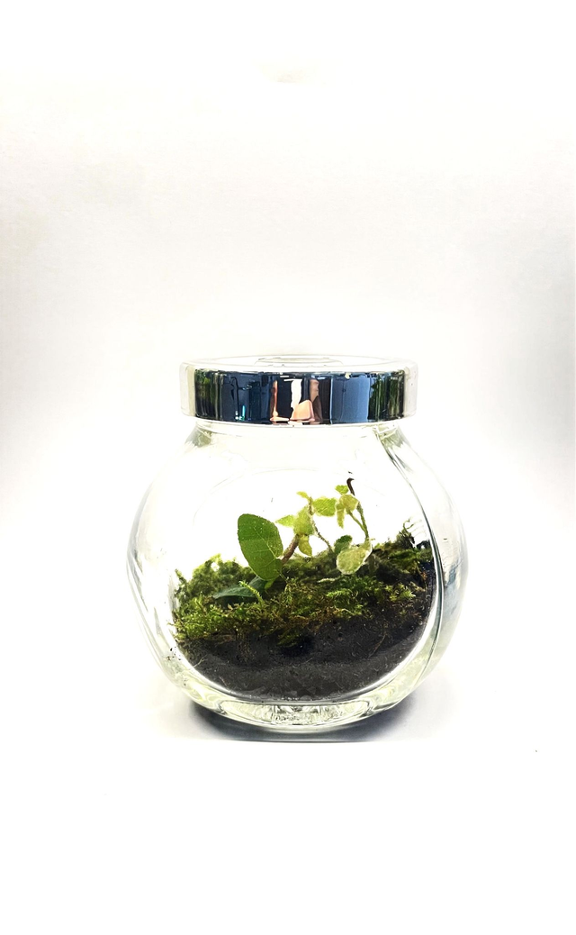 Biosphère bioactive "potion.2"