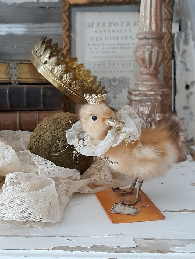 Caneton naturalisé couronné