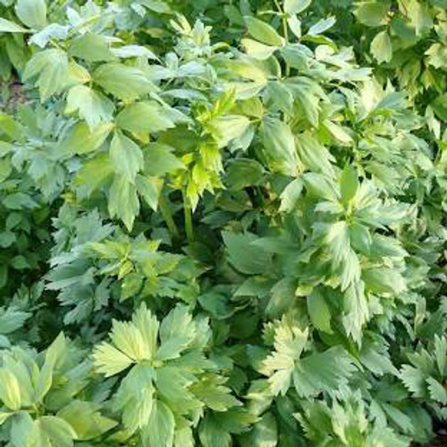 Ache des montagnes ou Céleri Perpétuel AB