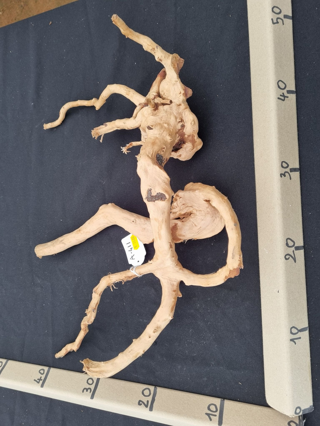 Racine araignée A-411