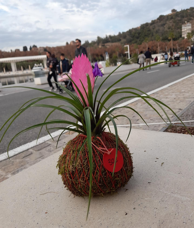 Kokedama Clavel de Aire